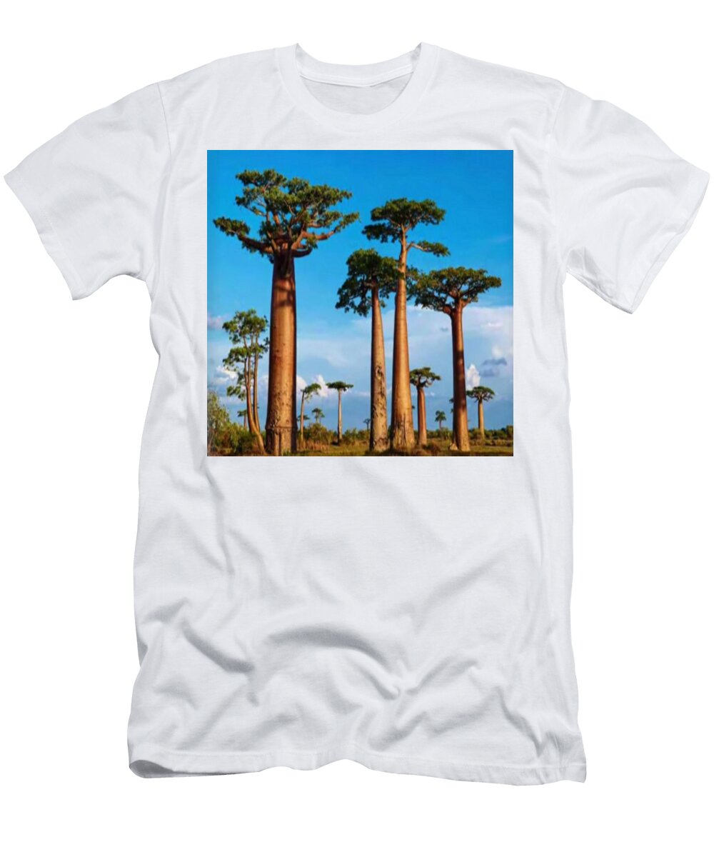 Baobao of Madagascar Photography Universe Grace T-Shirt