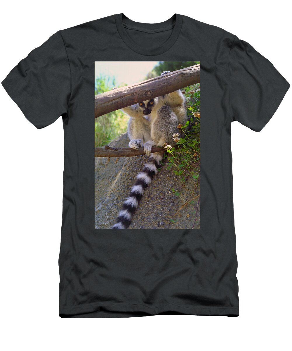 Lemur Peeking Buffaloworks Photography T-Shirt